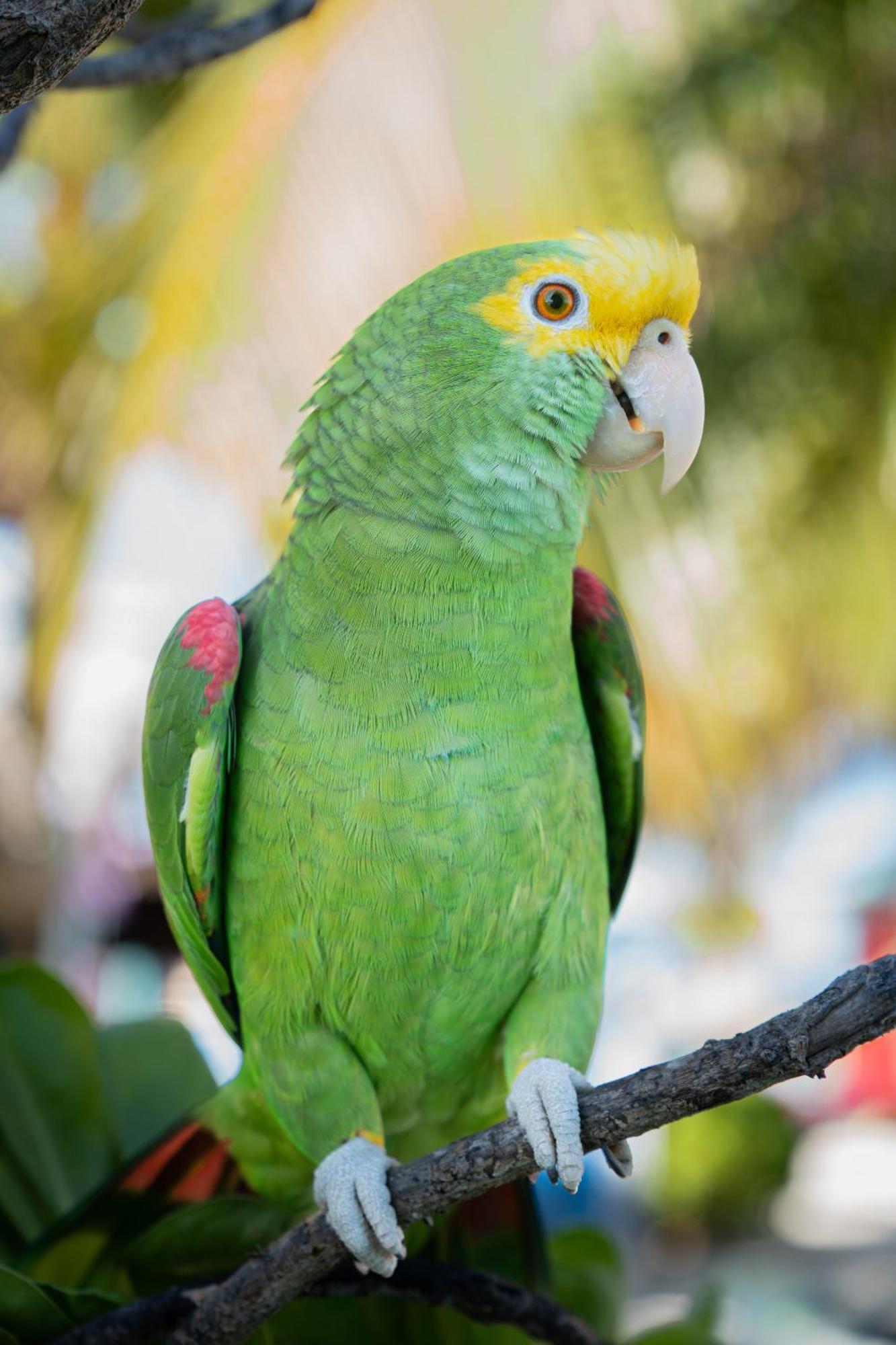 King Lewey'S Island Resort Placencia المظهر الخارجي الصورة